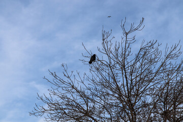 crow on a tree