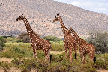 Naklejka na ściany i meble Reticulated giraffe in Samburu National Reserve, Kenya