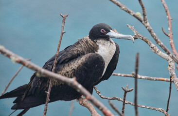 Frigatebirds (Fregata magnificens) female, Isla San Cristobal, Galapagos Islands, Ecuador 