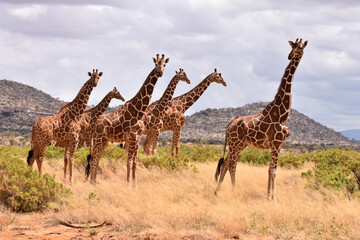 Reticulated giraffe in Samburu National Reserve, Kenya
