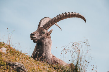 Steinbock auf dem Berg in den Alpen.