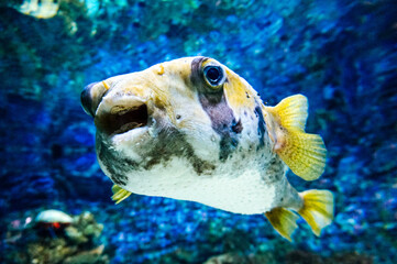 Black and white fugu fish © PX Media