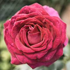 Rote Rose