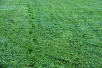 Footprints on wet morning autumnal grass. A path marked out by a man walked through a dewy lawn. Ballinteer, Dublin, Ireland