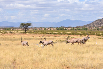 Naklejka na ściany i meble View of Samburu National Reserve, Kenya