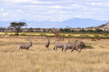Fototapeta na wymiar View of Samburu National Reserve, Kenya