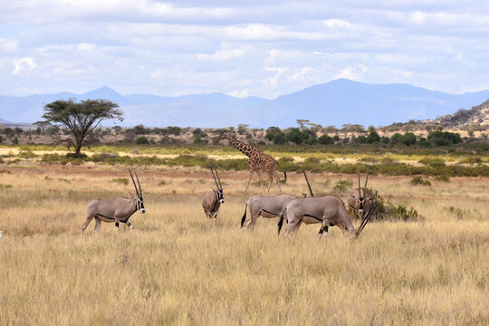 View of Samburu National Reserve, Kenya