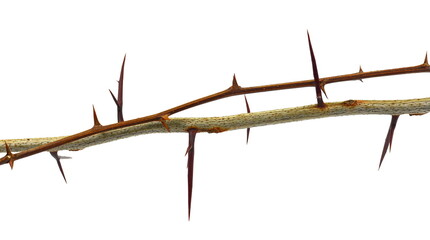 Acacia tree branch with thorns isolated on white background, clipping path