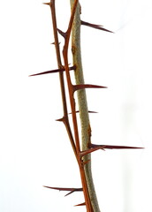 tree branch with thorns isolated on white background, clipping path