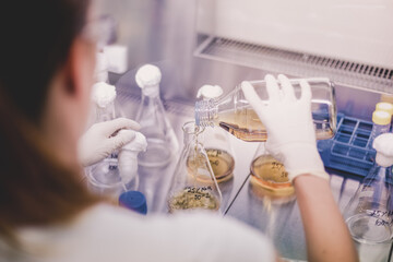 Focused PhD scientist spilling LB medium into Erlenmeyer flask in laminar in scientific laboratory. Life science professional grafting genetically modified organisms in controled environment.