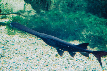 Fototapeta premium Saw fish - with long nose