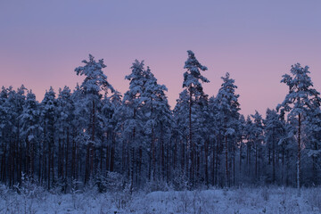 Beautiful winter forest landscape backdrop during colorful sunset with copy space on the clear pink sky