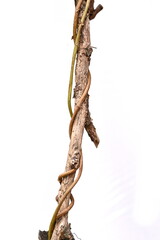 Wild dry liana, jungle vine and tree branch with thorns isolated on white background, clipping path