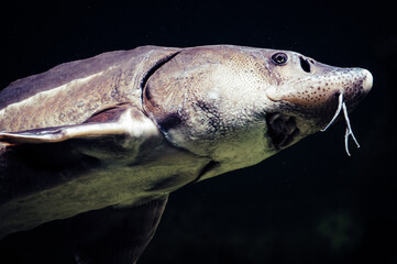 Silver fish swimming underwater