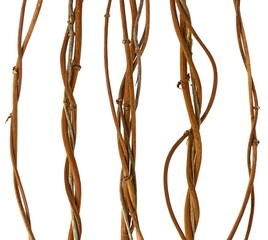 Set of Twisted wild liana jungle vine isolated on white background