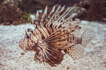 Orange, brown and white venomous coral reef fish