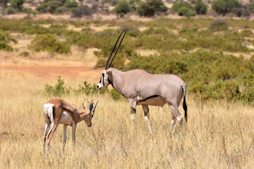 Oryx in Samburu National Reserve, Kenya