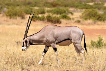 Oryx in Samburu National Reserve, Kenya