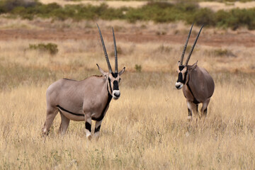 Naklejka na ściany i meble Oryx in Samburu National Reserve, Kenya