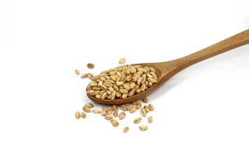 wheat grains in a wooden spoon isolated on white background. 