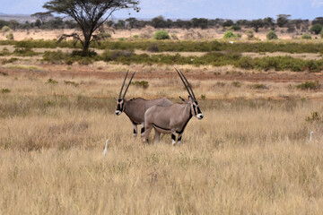 Oryx in Samburu National Reserve, Kenya