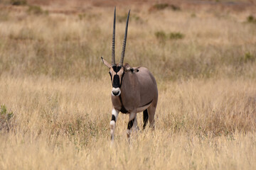 Oryx in Samburu National Reserve, Kenya