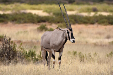 Oryx in Samburu National Reserve, Kenya