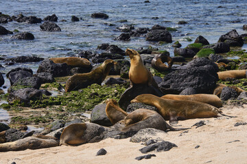 Sea lions playing, La Loberia, Isla San Cristobal, Galapagos Islands, Ecuador