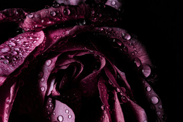 Wet rose in darkness