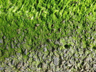 Green moss on the wall in the form of a picture. Beautiful and alive colors in nature. Ecological. 