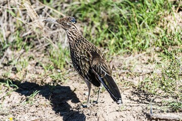 Road Runner (Geococcyx californianus), Texas