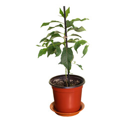 Small potted eucalyptus tree isolated on white background. How to grow eucalyptus at home concept
