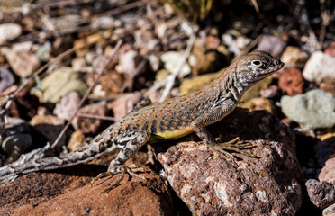 Lizzard in the Big Bend National Park, Texas