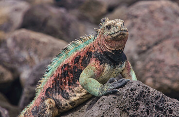 Colorful marine iguana (Amblyrhynchus cristatus), Isla San Cristobal, Galapagos Islands, Ecuador