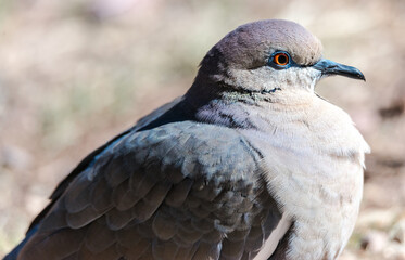 Portrait of a White-winged Dove (Zenaida asiatica)