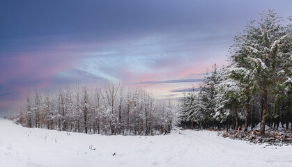 winter landscape with trees during sunset at a snowy day