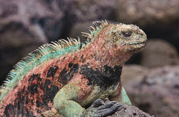 Colorful marine iguana (Amblyrhynchus cristatus), Isla San Cristobal, Galapagos Islands, Ecuador