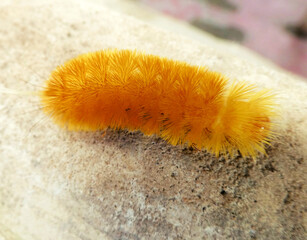 Atractiva oruga amarilla fuera de la casa