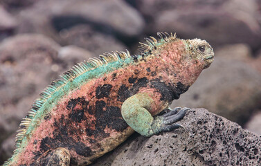 Colorful marine iguana (Amblyrhynchus cristatus), Isla San Cristobal, Galapagos Islands, Ecuador