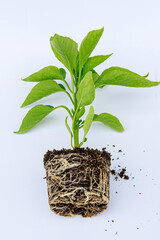 Bell pepper seedling with a well-developed root system on a white background. Root stem of pepper seedlings.