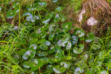green moss on the ground