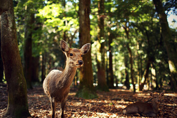 Japanese Cute Deer