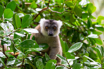 A lemur sits on a branch and watches the visitors to the national park