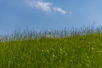 green grass and sky