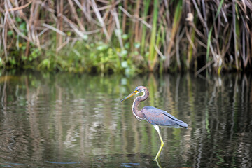 Wading Great Blue Heron