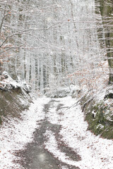 Verschneite Waldweg