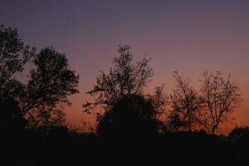 silhouette of a tree