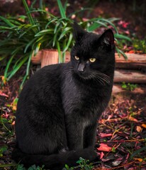 Naklejka na ściany i meble black cat in the garden