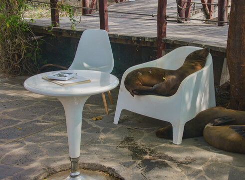 Sea Lion Lazing On A Restaurant Chair, Isla San Cristobal, Galapagos Islands, Ecuador