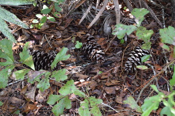 Pine cones on the forest floor in the fall